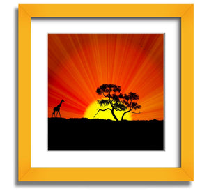 African Sunblaze