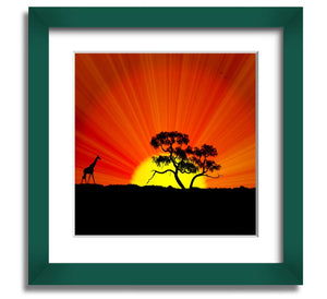 African Sunblaze